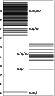 \begin{figure}
\par\begin{picture}
(170,313)
\put(5,0){\framebox (165,313)}
\put...
...(5, 308){\line(1,0){80}}
\put(5, 308){\line(1,0){80}}
\end{picture}\end{figure}