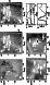 \begin{figure}
\par\includegraphics[width=0.68\hsize]{cm082_fig1.eps}\par
\end{figure}