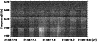 \begin{figure}
\par\epsfig{file=fig02.eps, width=8.5cm}\end{figure}