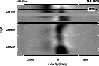 \begin{figure}
\par\includegraphics[width=8.8cm,clip]{MS1374f19.eps} \end{figure}