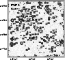 \begin{figure}
\par\includegraphics[width=8.4cm,bb=53 254 507 673,clip]{MS1398fA1.eps} \hfill\end{figure}