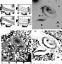 \begin{figure}
\includegraphics[width=16.2cm,clip]{MS1209f5.ps} %
\end{figure}