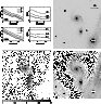 \begin{figure}\includegraphics[width=17cm,clip]{MS1209f10.ps}
\end{figure}