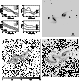 \begin{figure}\includegraphics[width=17cm,clip]{MS1209f32.ps}
\end{figure}