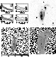 \begin{figure}\includegraphics[width=17cm,clip]{MS1209f34.ps}
\end{figure}