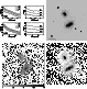 \begin{figure}\includegraphics[width=17cm,clip]{MS1209f35.ps}
\end{figure}