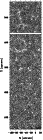 \begin{figure}
\par\includegraphics[width=5cm,clip]{jmkf2.eps}
\end{figure}
