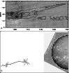 \begin{figure}
\par\includegraphics[width=8.8cm,clip]{klein2868_f6.eps}\end{figure}