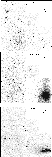 \begin{figure}\includegraphics[width=6.0cm,clip]{1940Fig.3_3.ps}
\end{figure}