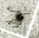 \begin{figure}
\par\includegraphics[width=7.47cm,clip]{Ea301_f1r.eps}
\end{figure}