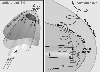\begin{figure}
\par\resizebox{8.8cm}{!}{\includegraphics{H3163F2.PS}}
\end{figure}