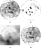 \begin{figure}
\par\mbox{\subfigure[]{\includegraphics[width=6.2cm,clip]{MS2775f...
...}
\subfigure[]{\includegraphics[width=6.2cm,clip]{MS2775f2d.eps} }}
\end{figure}