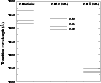 \begin{figure}
\par\includegraphics[width=8.8cm,clip]{MS2766f4.eps} %
\end{figure}