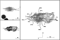 \begin{figure}
\par\includegraphics[width=17.1cm,clip]{cmv_h87c.eps}
\end{figure}