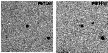 \begin{figure}
\par\includegraphics[width=4.6cm,clip]{h4279f4-l.eps}\hspace*{1mm}
\includegraphics[width=4.6cm,clip]{h4279f4-r.eps}\end{figure}