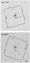 \begin{figure}
\par\includegraphics[width=8.8cm,clip]{H4320F5A.ps}\par\vspace*{2mm}
\includegraphics[width=8.8cm,clip]{H4320F5B.ps}
\end{figure}