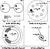 \begin{figure}
\par\includegraphics[width=8.8cm,clip]{backgrounds3_AAS.epsi}\par\end{figure}