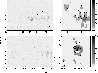 \begin{figure}
\par\includegraphics[width=8.6cm,clip]{0335fig1.eps}\end{figure}
