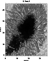 \begin{figure}
\par\includegraphics[width=8.8cm,clip]{1380fig5.eps}
\end{figure}