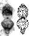 \begin{figure}
\par\includegraphics[width=2.8cm,height=6.5cm,clip]{1147fg07.eps}\includegraphics[width=2.8cm,height=6.5cm,clip]{1147fg08.eps}
\end{figure}
