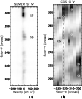 \begin{figure}
\par\mbox{\includegraphics[width=3.4cm,clip]{1171fig3a.eps}\hspac...
...171fig3b.eps} }\\
\mbox{\hspace*{2.5cm} (a) \hspace*{2.3cm} (b)}
\end{figure}