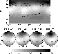 \begin{figure}
\par {\includegraphics[width=7.4cm,clip]{1444fg17.eps} }
\end{figure}