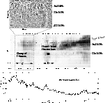 \begin{figure}
\par\includegraphics[width=13.2cm,clip]{1378f6.eps} \end{figure}