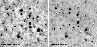 \begin{figure}
\par\includegraphics[width=8.5cm,clip]{Ha041_f1.eps}\end{figure}