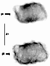 \begin{figure}
\par\includegraphics[width=8.8cm,clip]{h2447f1.ps}
\end{figure}