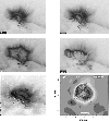 \begin{figure}
\par\includegraphics[width=8.8cm,clip]{2578Fig4.eps} \end{figure}