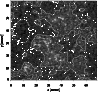 \begin{figure}\par
\includegraphics[width=88mm]{3373fig5.eps}\par
\end{figure}