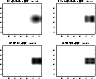 \begin{figure}
\par\includegraphics[width=8.4cm,clip]{3414fg3.eps} \end{figure}