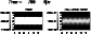 \begin{figure}
\par\includegraphics[width=7.3cm,clip]{3115fA5.ps}
\end{figure}