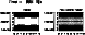 \begin{figure}
\par\includegraphics[width=6.8cm,clip]{3115fB5.ps}
\end{figure}