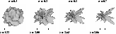 \begin{figure}
\par\resizebox{15cm}{!}{
\begin{tabular}{cccc}
$\sigma=0.1$\space...
...s[width=3.0cm]{3212f1d}\\
{$\gamma=3.06$ }} \\
\end{tabular}}\par
\end{figure}