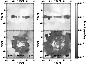 \begin{figure}
\par\includegraphics[angle=90,width=7.55cm,clip]{2190fig6.ps} \end{figure}