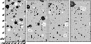 \begin{figure}
\par\includegraphics[width=11.5cm,clip]{2733_07.ps}\end{figure}