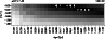 \begin{figure}
\par\includegraphics[angle=-90,width=8.5cm,clip]{4845fig5.ps}
\end{figure}
