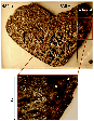 \begin{figure}
\par\includegraphics[width=7.5cm,clip]{5606fig2CMJN.eps}
\end{figure}