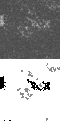 \begin{figure}
\par\includegraphics[width=5.1cm,clip]{5951fg1A.eps}\par\vspace*{3mm}
\includegraphics[width=5.1cm]{5951fg1B.eps}\end{figure}