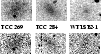 \begin{figure}
\par\mbox{ \epsfig{figure=6300fig4a.ps,width=2.75cm}\hspace{0.2cm...
...]{2.75cm}{\vspace{-2.5cm}\hspace{0.1cm}\Large \bf WFLSB2-1} }
\par\end{figure}