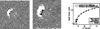 \begin{figure}
\par\includegraphics[width=5.1cm,clip]{4767fg2a.ps}\hspace*{4mm}
...
...b.ps}\hspace*{1.1cm}
\includegraphics[width=5.4cm,clip]{4767fg2c.ps}\end{figure}