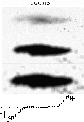 \begin{figure}
\par\includegraphics[width=7.4cm]{6941fig5.ps}\end{figure}
