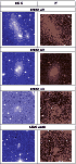 \begin{figure}
\par\begin{tabular}{\vert c\vert c\vert}
\hline
DSS & $H$\\
\hl...
...graphics[width=0.1\textheight]{7617fig32.ps}\\
\hline
\end{tabular}\end{figure}