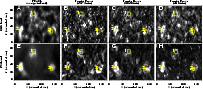 \begin{figure}
\resizebox{18cm}{!}{\includegraphics{0146fig2.eps}}\end{figure}
