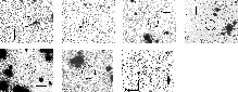 \begin{figure}
\mbox{\includegraphics[width=4.3cm,keepaspectratio=1]{0156fig6a....
... \includegraphics[width=4.2cm,keepaspectratio=1]{0156fig6g.eps} }
\end{figure}