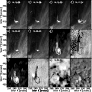 \begin{figure}
\par\includegraphics[width=8cm,clip]{13026fig1.eps}
\end{figure}