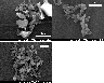 \begin{figure}
\par\includegraphics[width=4.2cm,clip]{11962F1a.eps}\includegraph...
...]{11962F1b.eps}\par\includegraphics[width=4.2cm,clip]{11962F1c.eps}
\end{figure}