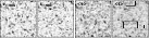 \begin{figure}
\par\includegraphics[width=12cm,clip]{12275fig6.eps}
\end{figure}