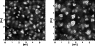\begin{figure}
\par\includegraphics[width=4cm,clip]{13328f5a.eps}\hspace*{3mm}
\includegraphics[width=4cm,clip]{13328f5b.eps}
\end{figure}